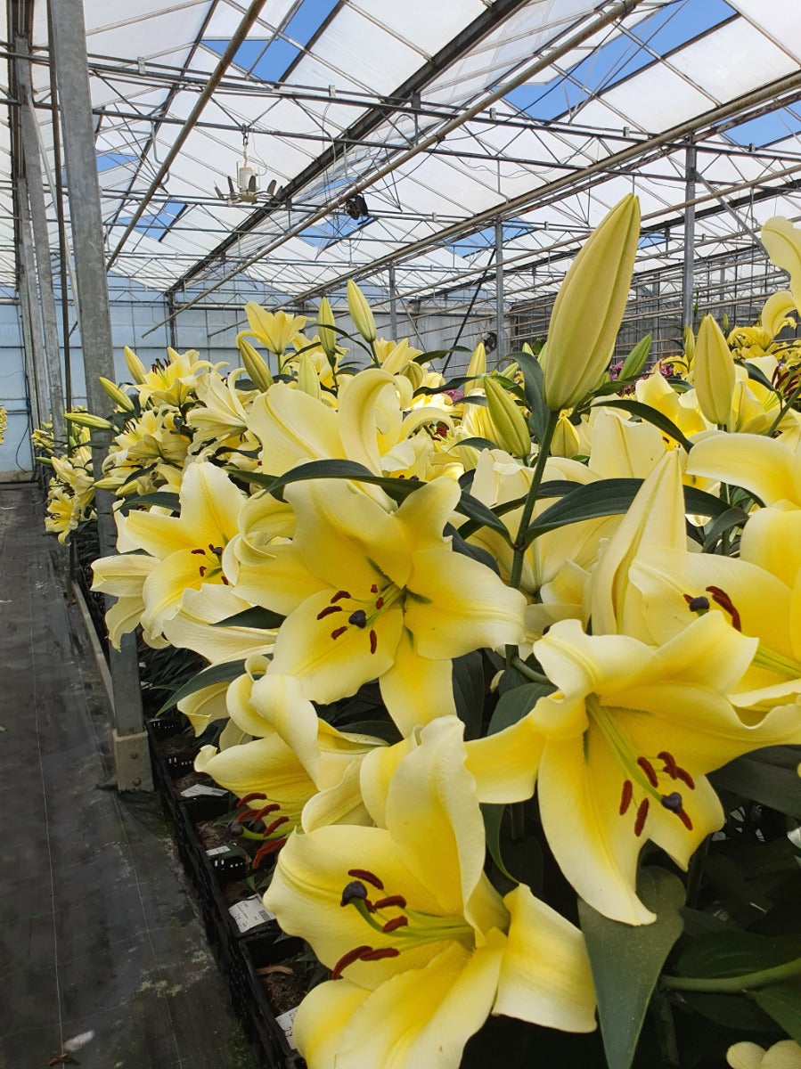 TREE LILY - CONCA D'OR - Pack of 2 bulbs – Biodiversitate