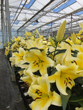 TREE LILY - CONCA D'OR - 2 bulbs per pack