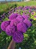 Giant Allium AMBASSADOR (28/30) - 1 Bulb Pack