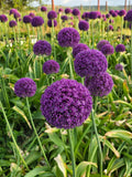 Allium GIGANT AMBASSADOR (28/30) - Pachet 1 Bulb
