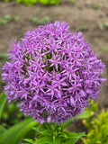 Allium GLOBEMASTER (18/20) - 1 db-os csomag