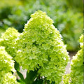 Hydrangea paniculata ‘Little Lime’