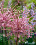 Allium SCHUBERTII (14/16) - Pack of 3 Bulbs