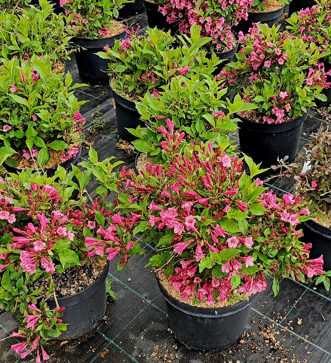 Weigela Florida Rubidor – Biodiversitate