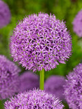 Allium gladiator (20/22) - Pachet 1 bulb