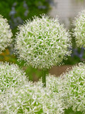 Allium mount everest (18/20) - Pachet 1 bulb