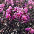 Lagerstroemia indica 'Violet Lord' tip copacel ( Roz vibrant)