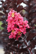 Lagerstroemia indica 'Black Diamond Shell Pink'  tip copacel (Roz)