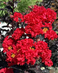 Lagerstroemia indica 'Black Diamond Red Hot' tip copacel ( Rosu )