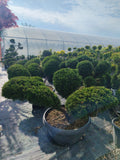 Juniperus Media Hetzii - Bonsai