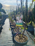 Magnolia Soulangeana