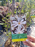 Magnolia stellata