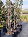 Magnolia Soulangeana - Ghiveci 60 litri