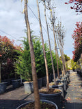 Catalpa