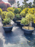 Bonsai Euonymus – 3 varietăți