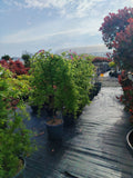 Acer palmatum ‘Ryusen’