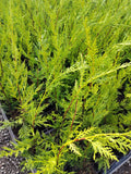 Leylandii - Ghiveci 9 x 9cm