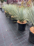 Yucca Rostrata