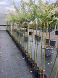 Salix Haruko
