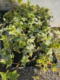 Hedera variegata