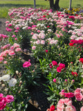 Dianthus caryophyllus — garoafa de grădină / garofița cultivată