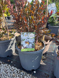 Lagerstroemia - Liliac indian 25 l