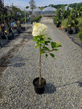 Hydrangea Skyfall - tip copacel