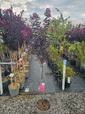 Lagerstroemia indica 'Violet Lord' tip copacel ( Roz vibrant)