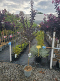 Lagerstroemia indica 'White Queen' tip copacel (Alb)