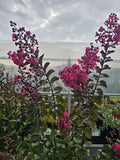 Lagerstroemia indica – tip copacel ( Roz, Mov)