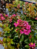 Lagerstroemia Indica ghiveci 15 litri ( rosu, alb, roz )