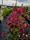 Lagerstroemia indica – Ghiveci 3–4 Litri ( Alb, Roz intens, Rosu, Roz)