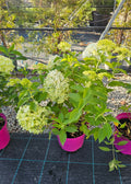 Hydrangea paniculata Limelight - ghiveci 5 litri