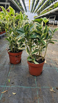 Euonymus japonicus ‘Bravo’