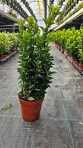 Euonymus japonicus ‘Green Spire’
