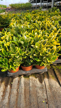 Euonymus japonicus ‘Aurea’