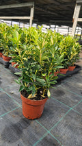 Euonymus japonicus ‘Luna’