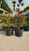 Photinia Red Robin - Ghiveci  2 litri