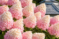 Hortensia paniculata ‘Vanille Fraise’ - tip copacel
