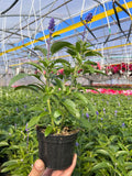 Salvia farinacea Blue
