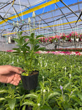 Salvia farinacea „White”
