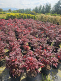 Acer palmatum Atropurpureum k5