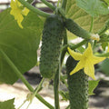 Cucumber Allianz F1