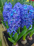 Hyacinths AQUA 17/18 - 3 Bulbs Pack