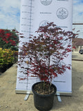 Acer palmatum 'Atropurpureum'