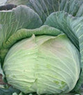 Cabbage Beverly Hills F1