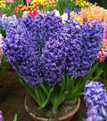 Hyacinths BLUE JACKET 17/18 - Pack of 3 Bulbs