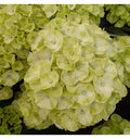Hydrangea macrophylla ‘Caipirinha’
