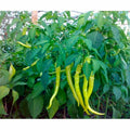 Hot Pepper Chorbadjiiski Soi 2