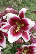 FA (Tree Lily) - FRISO - 2 hagymás kiszerelés
